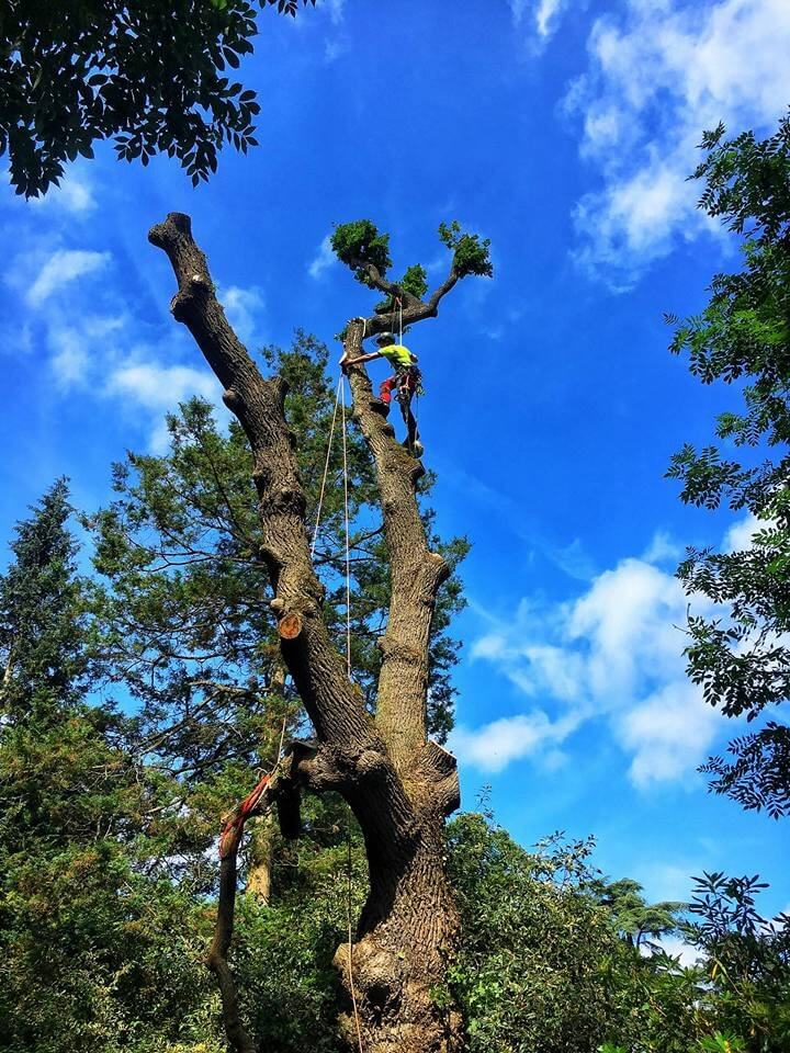 Danville Tree Company Image